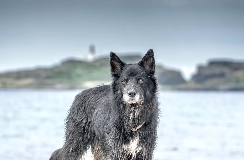 10 Border Collie Mixes