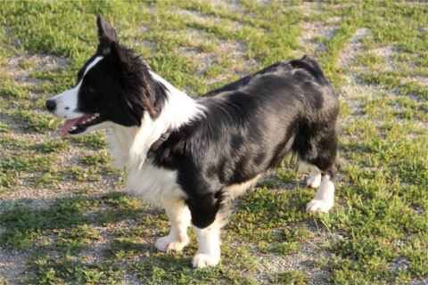 10 Border Collie Mixes