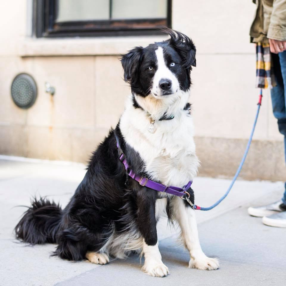 10 Border Collie Mixes