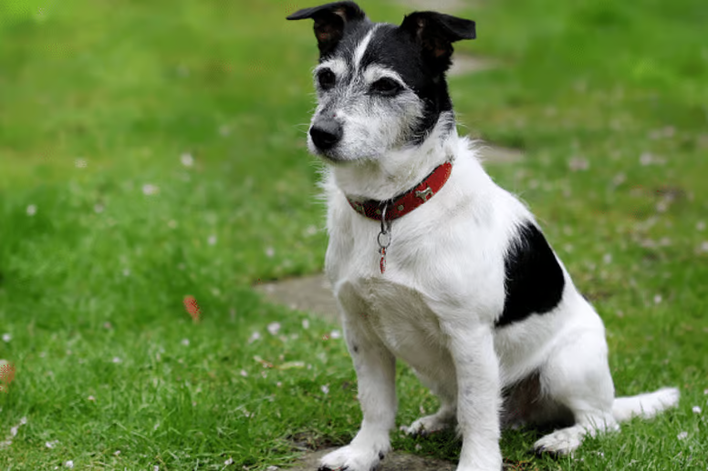 10 Border Collie Mixes