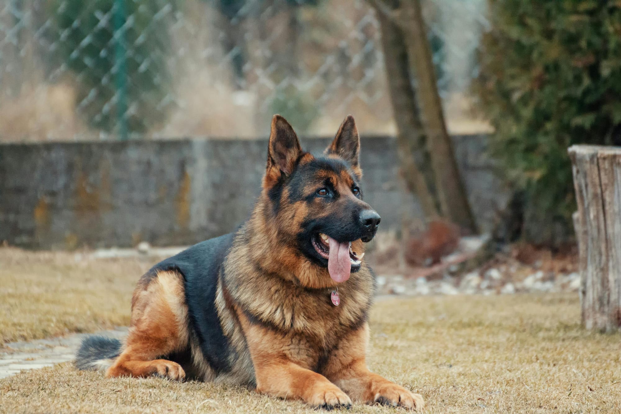 Strongest Dog Breeds