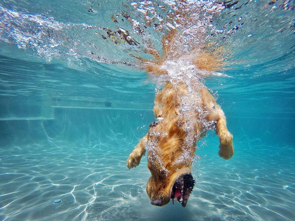 12 Water Dogs That are Making a SPLASH This Summer!