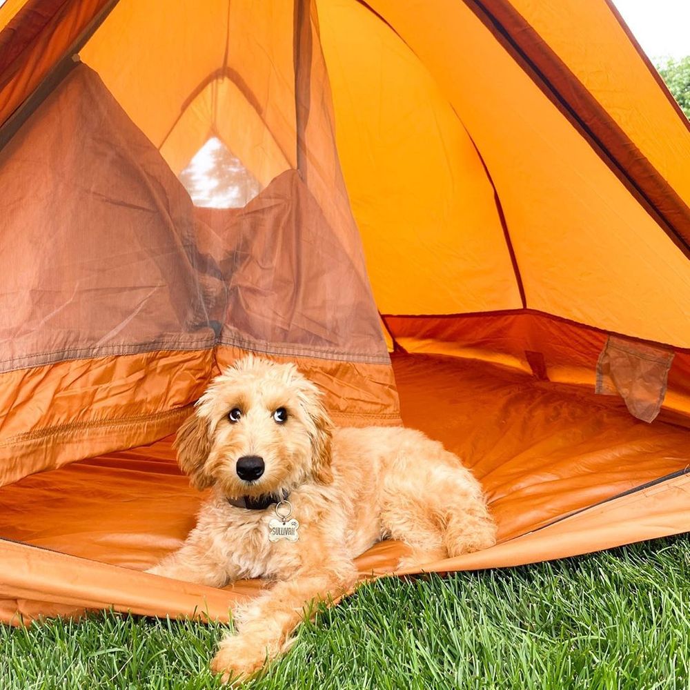 Summer Activities To Do With Your Dog