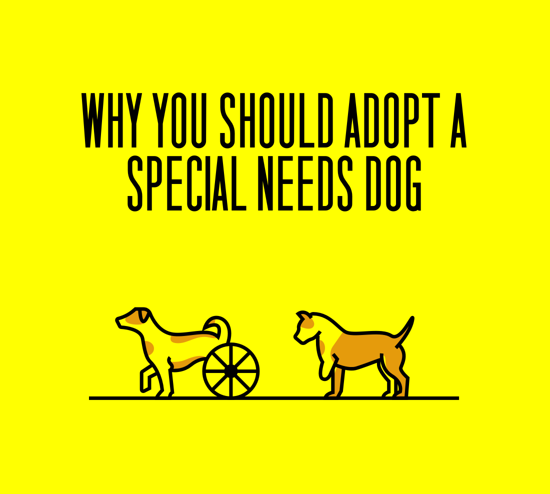 5-reasons-why-you-should-adopt-a-special-needs-dog