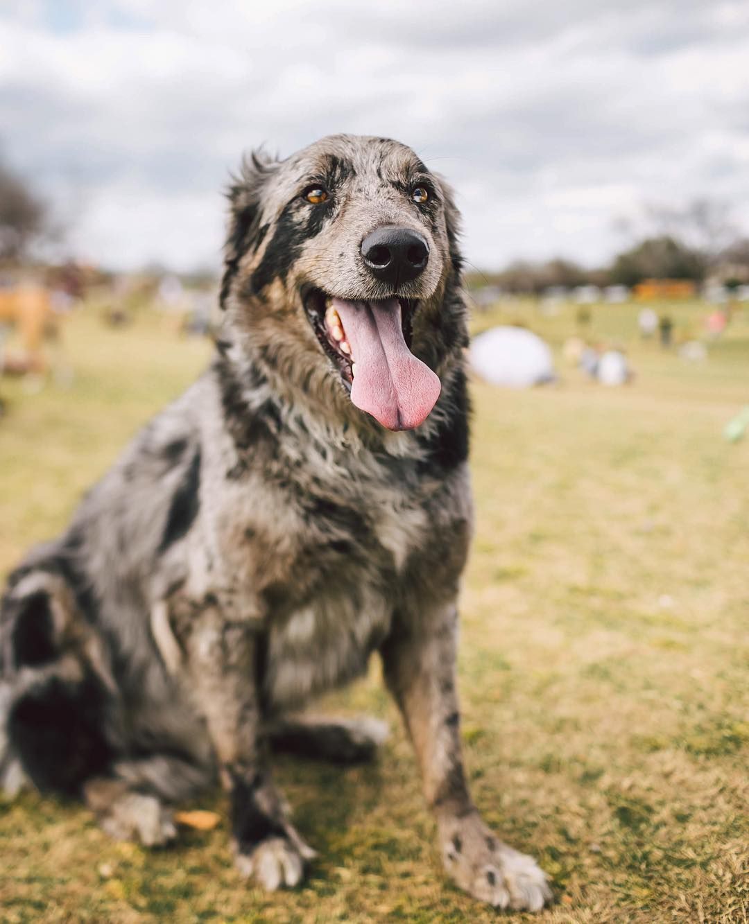 Catahoula Border Collie Mix - Meet The Breed