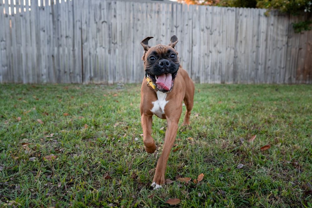 boxer lifespan with enlarged heart