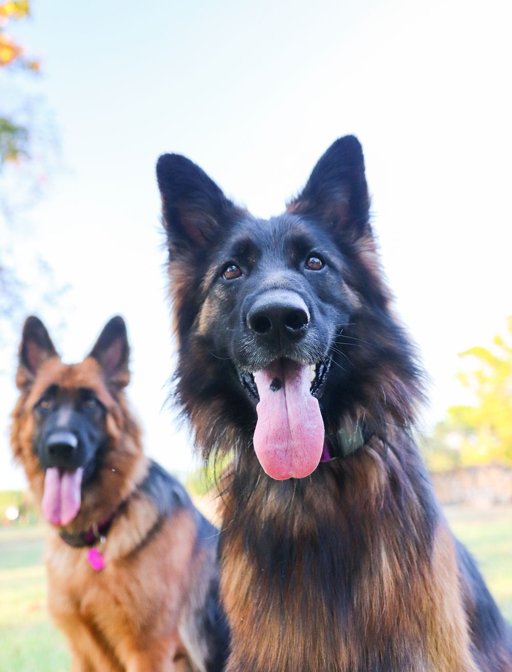 Do German Shepherds Shed? Learn Grooming Tips and More!