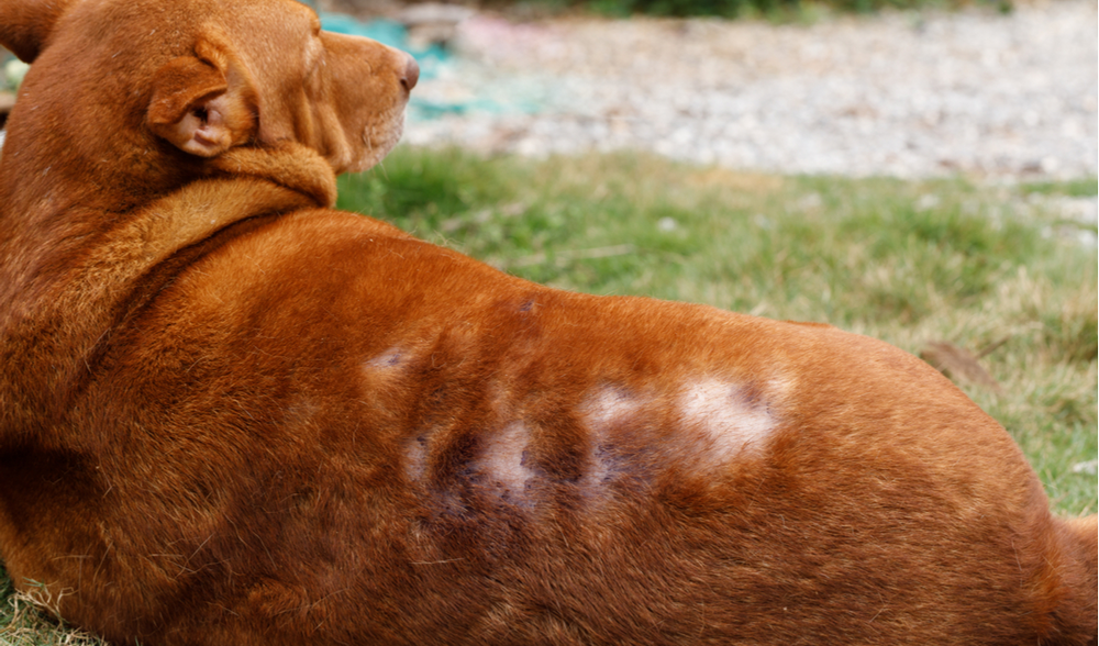 Seasonal Alopecia In Dogs