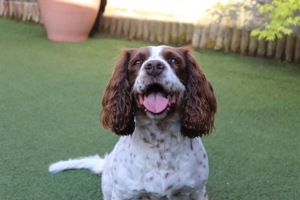 Springer Spaniel vs. Brittany Spaniel