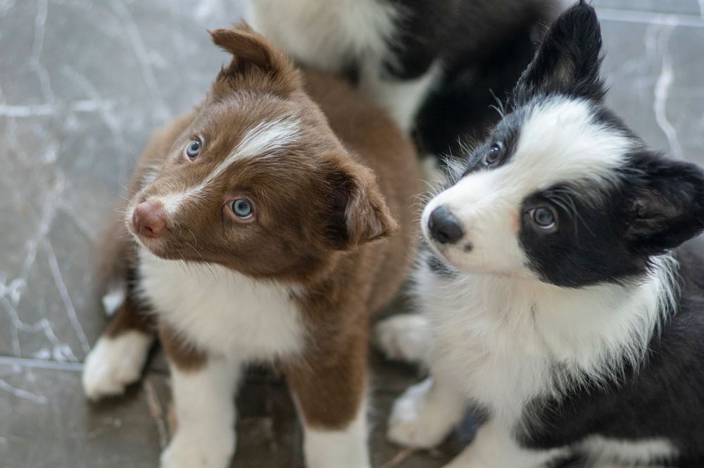 all-about-border-collie-ears