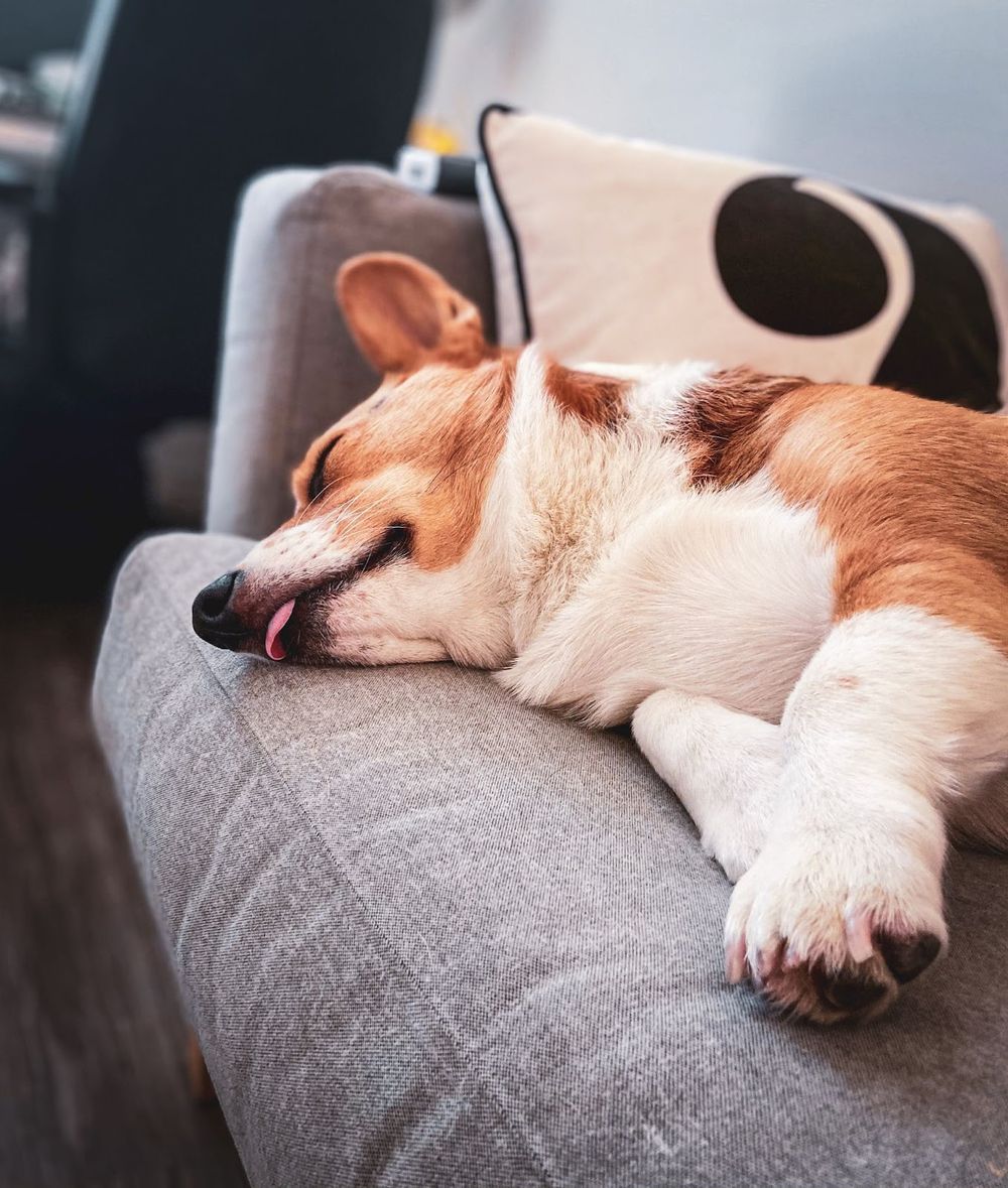 Why Do Dogs Sleep With Their Tongue Out?