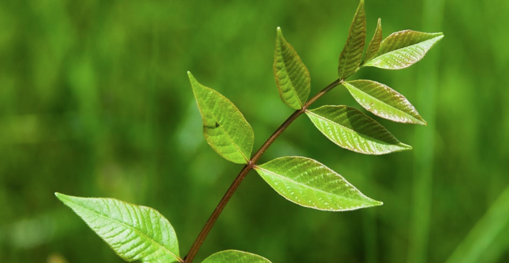 Getting Rid of Poison Ivy, Oak, and Sumac on Dogs