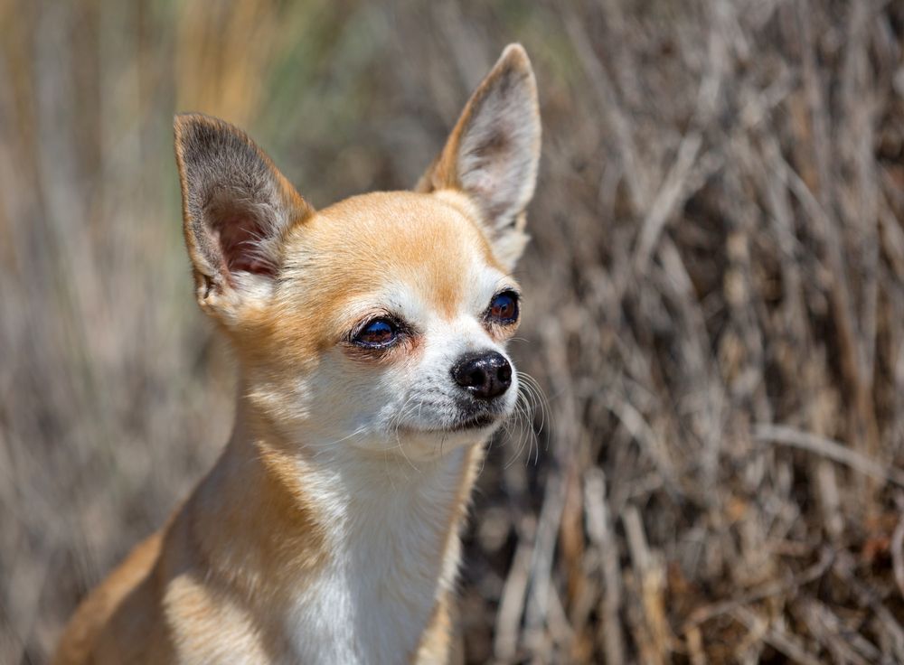 Deer Head Chihuahua: Breed Insights and Care Guide