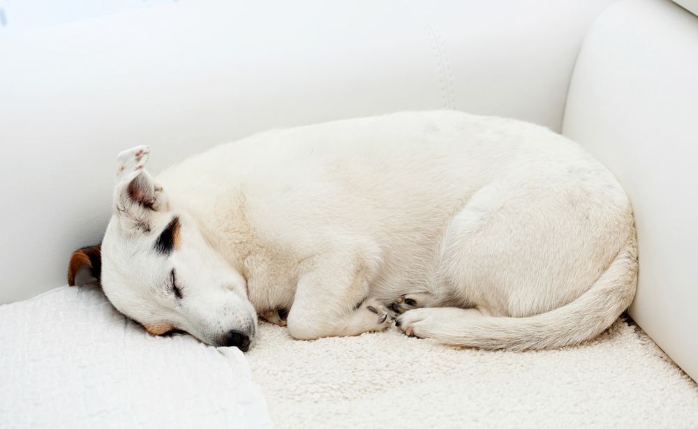 10 Dog Sleeping Positions And The Meaning Behind Them