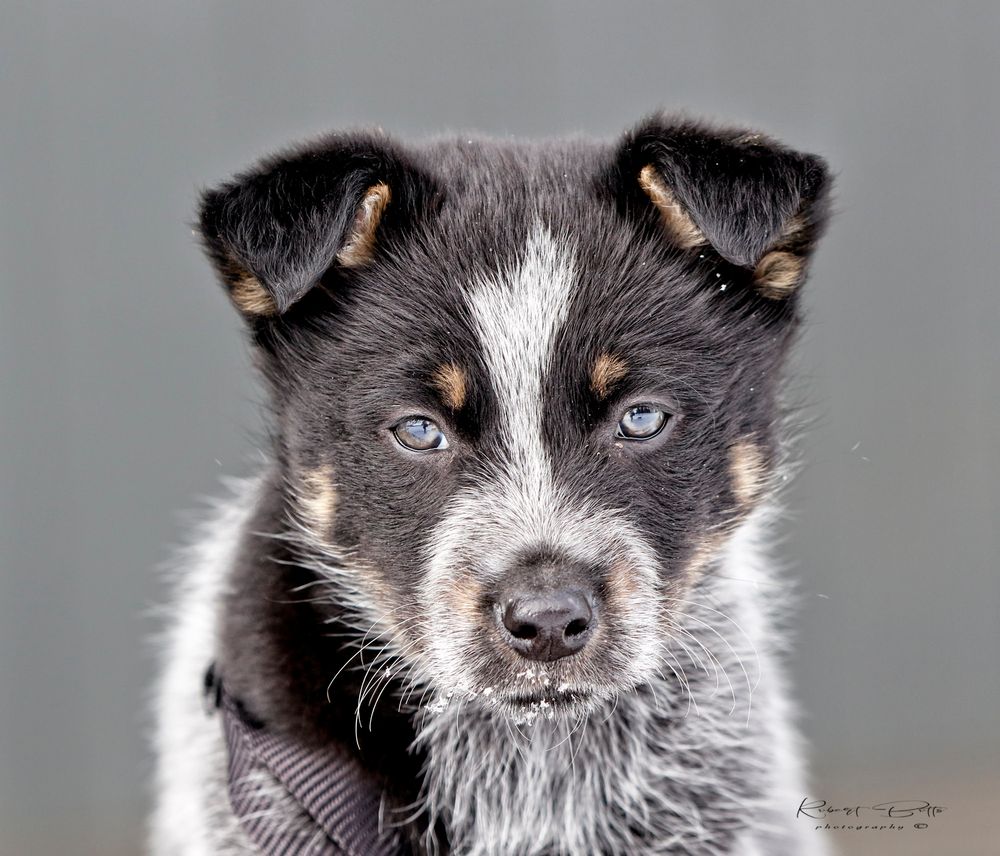 Border Collie Blue Heeler Mix: A Blend Of Brilliance And Energy