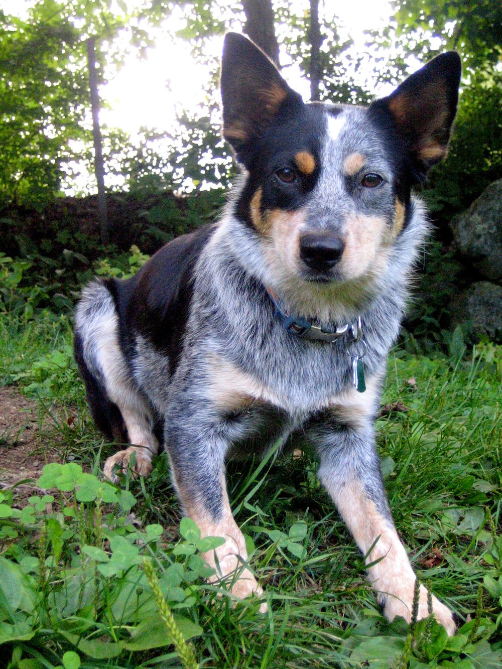 Border Collie Blue Heeler Mix: A Blend of Brilliance and Energy