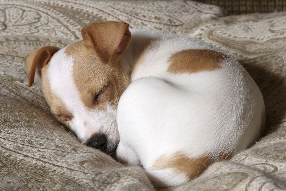 Why Do Dogs Curl Up? Decoding Dog Body Language