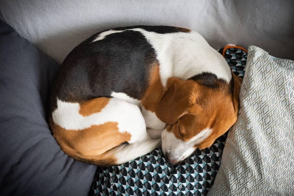 Why Do Dogs Curl Up? Decoding Dog Body Language