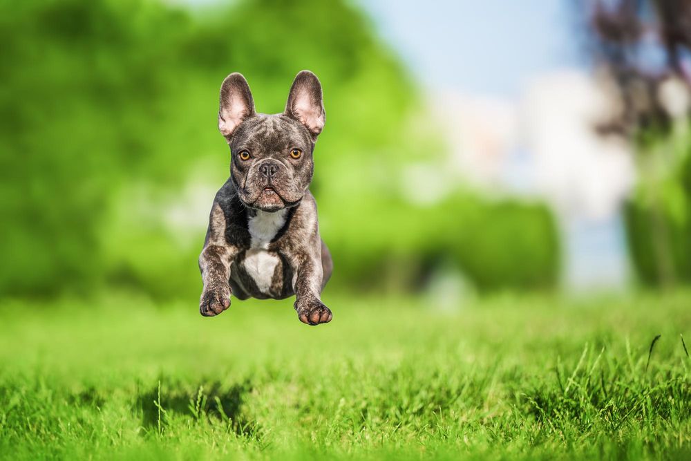 Forever Puppies: Exploring Dog Breeds That Stay Small