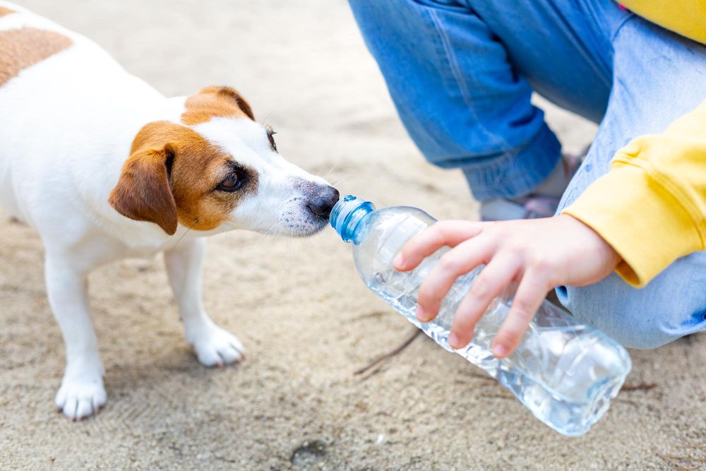 Canine Hydration Reasons Dogs Drink A Lot of Water