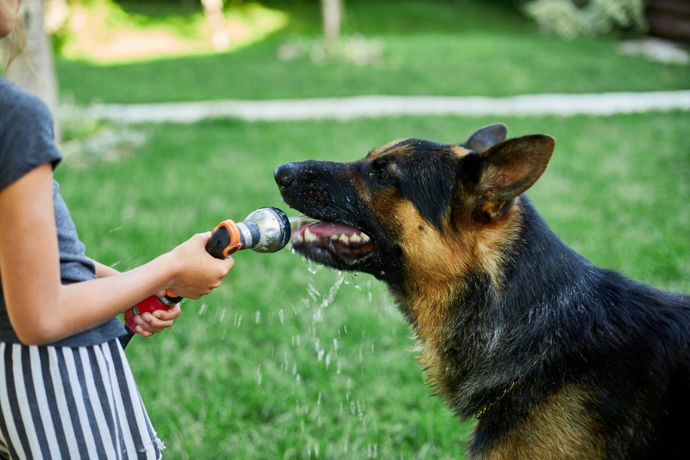 Canine Hydration Reasons Dogs Drink A Lot of Water