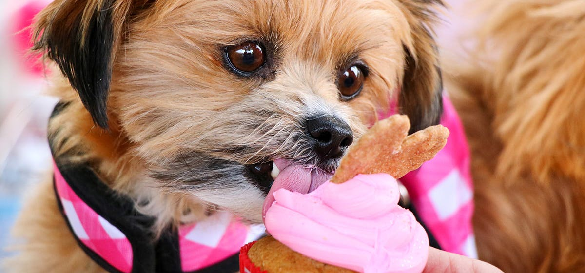 Can Dogs Taste Sweet? Do They Like It? About Dog Tastebuds.