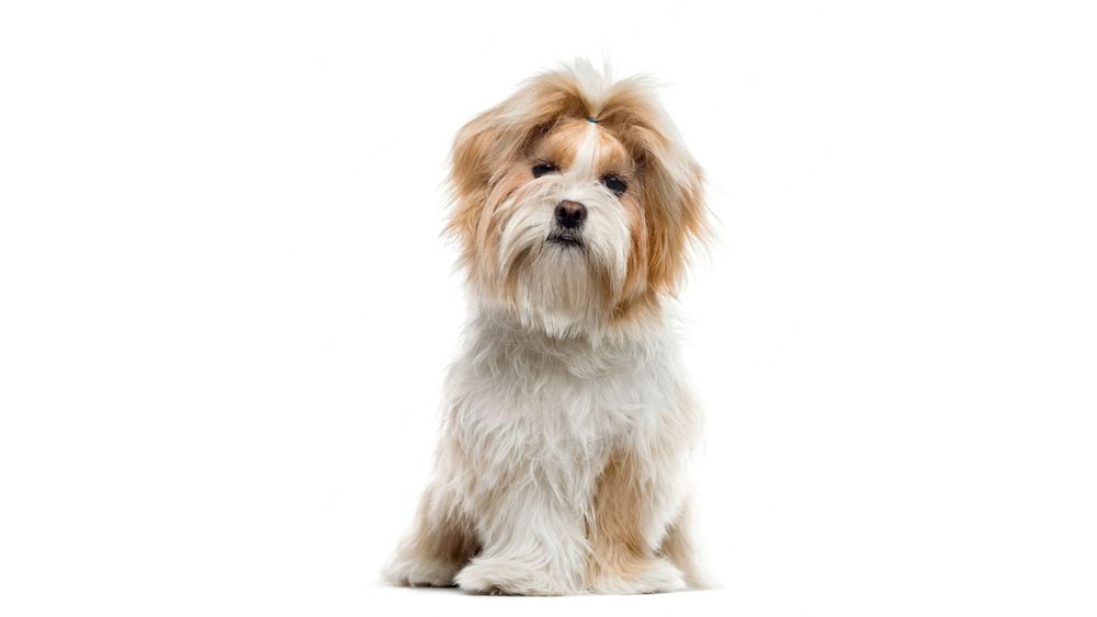 Comprehensive Guide to Shih Tzu Prices & Ownership Costs