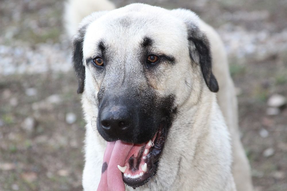 Discover the Kangal Turkey's Majestic Guardian Breed