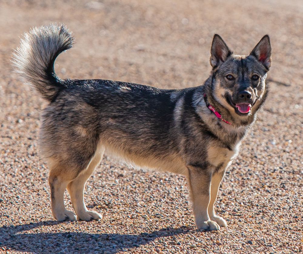 Swedish Vallhund Experience A Versatile Herding Companion