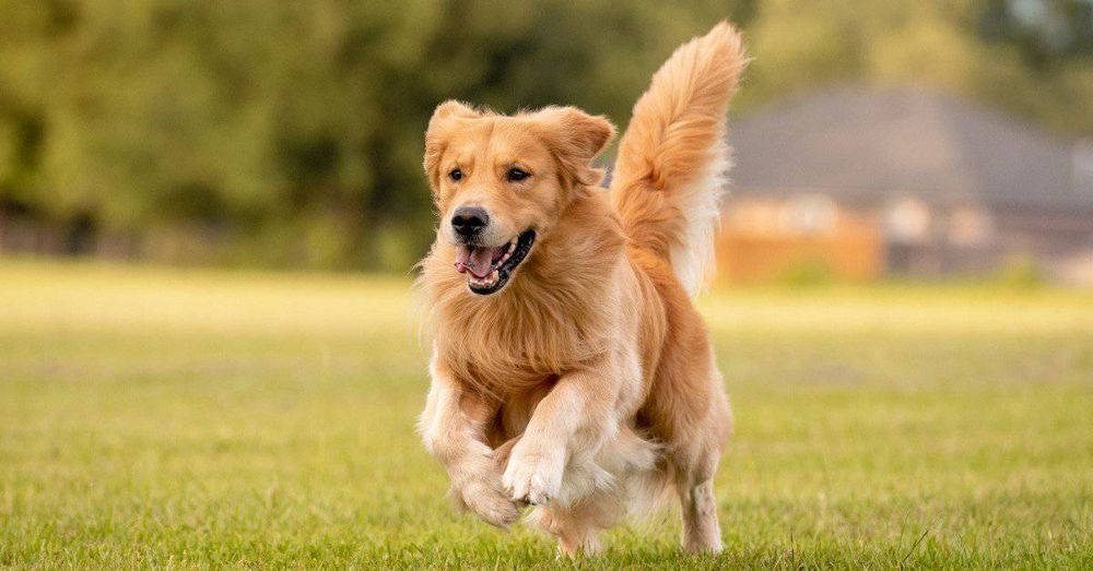 Golden Retriever Barking Habits: What to Expect