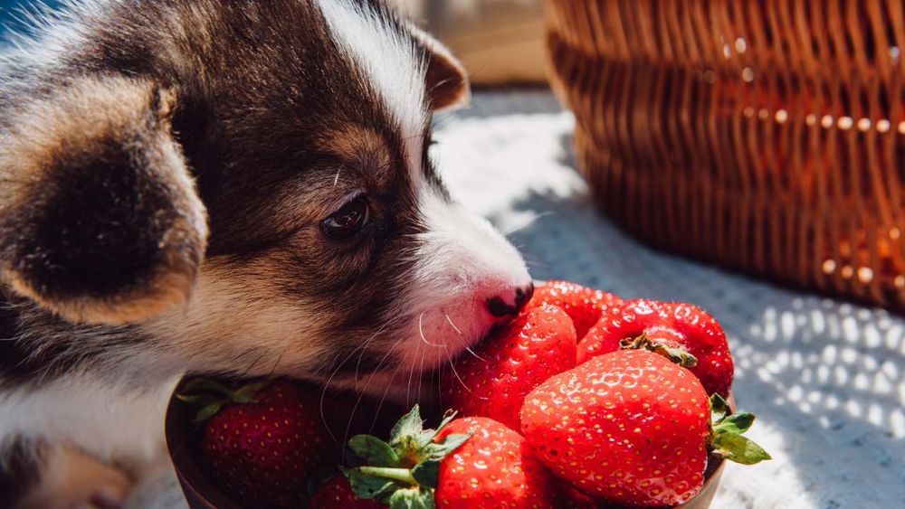 Can Dogs Eat Strawberries? Unraveling the Sweet Mystery!