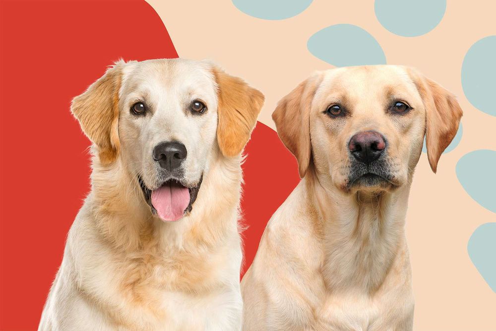 Labrador Retriever Vs Golden Retriever Pros & Cons