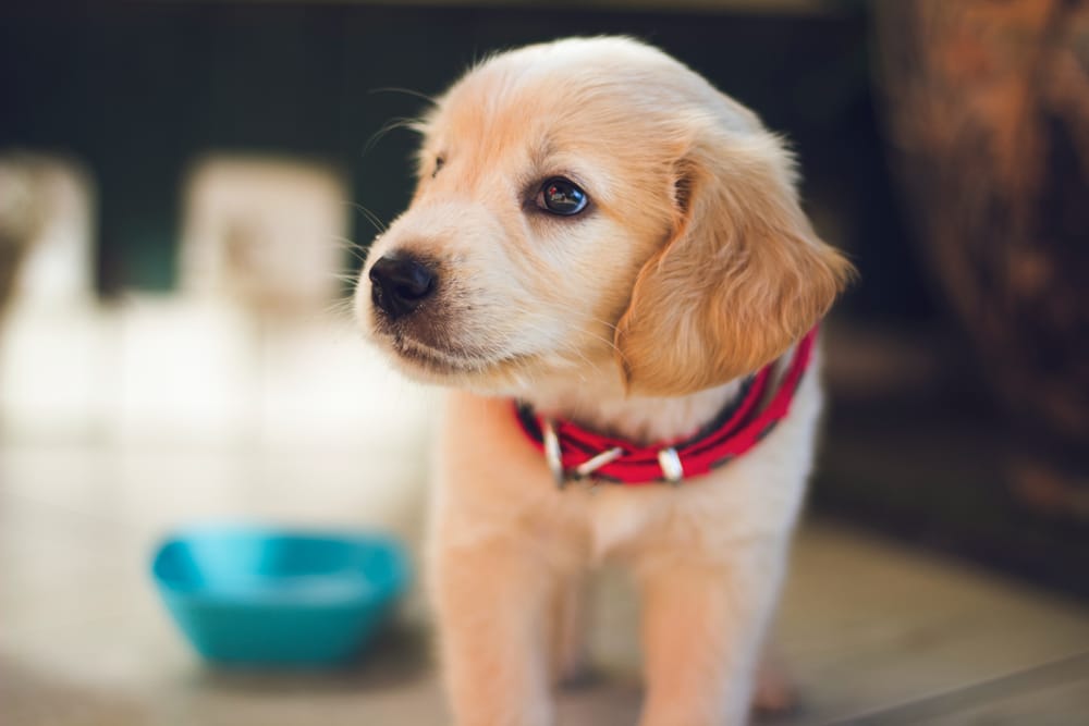 Raising a Caravan Hound Puppy: A Complete Guide