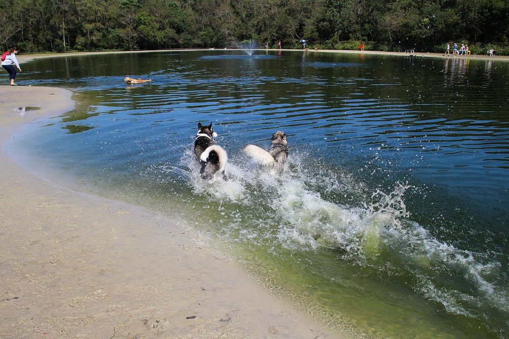 Florida's Sunshine Playgrounds The Best Dog Parks for Every Breed