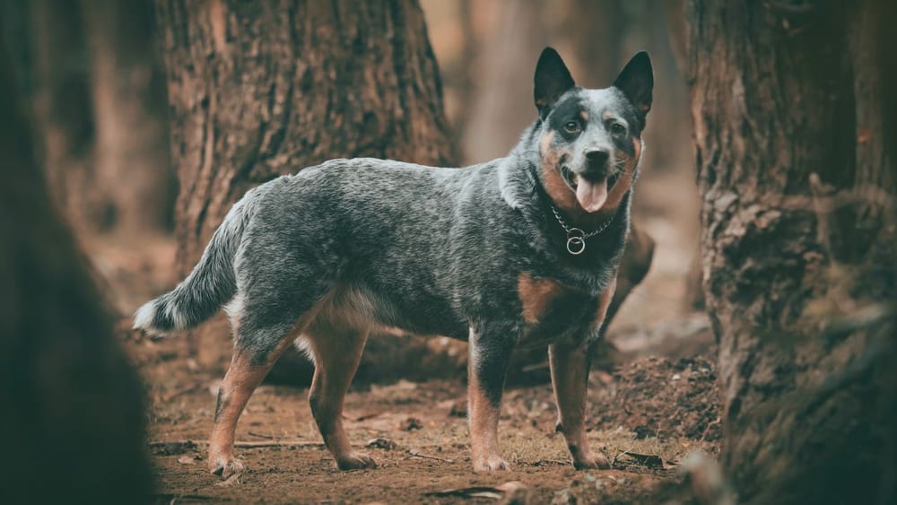 Female Blue Heeler Names: Top 50 Options for Your New Pup