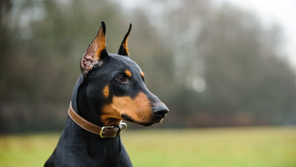 Discovering The Cost: How Much Are Doberman Pinscher Dogs