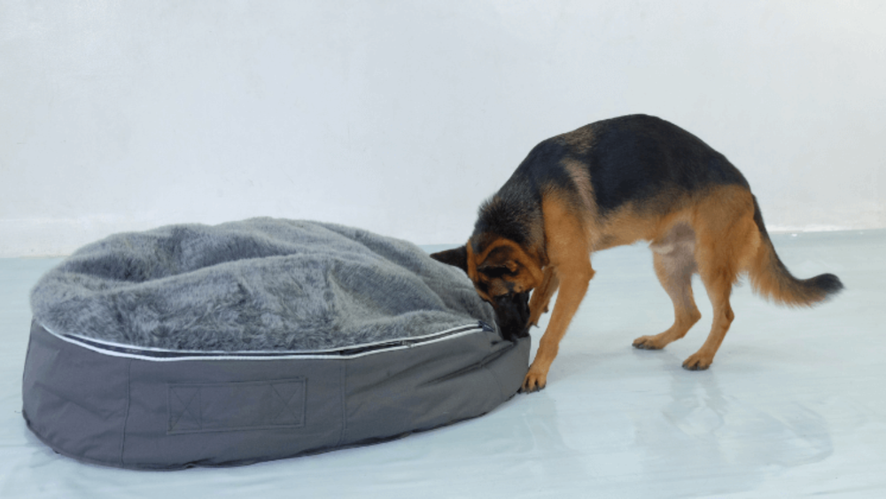 Best Dog Bed for German Shepherd Cozy and Durable Choices