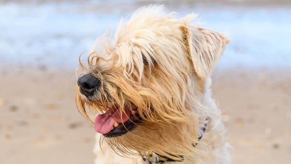 What are Soft Coated Wheaten Terriers Bred For History