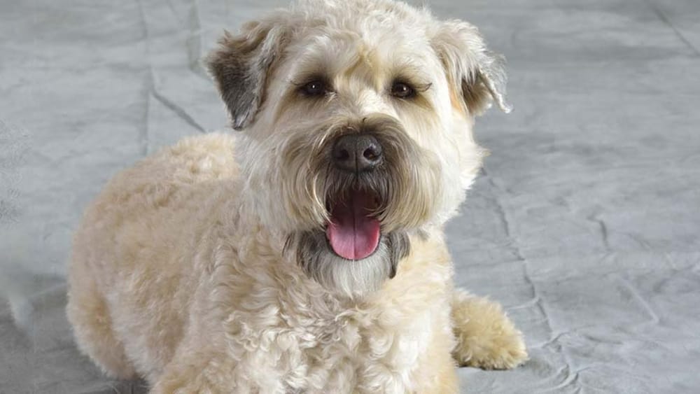 Do Soft Coated Wheaten Terriers Have Sensitive Stomachs