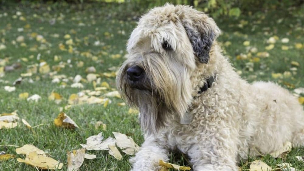 What are Soft Coated Wheaten Terriers Bred For History