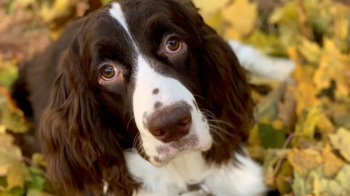 Do English Springer Spaniels Have a Double Coat?