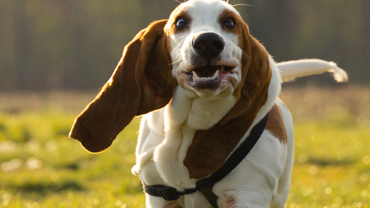 Do Basset Hounds Have Health Problems? InDepth Breed Health