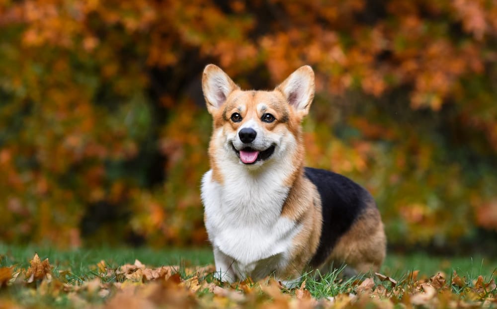 Understanding Shedding in Pembroke Welsh Corgis