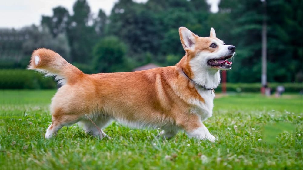 Merle Coats in Pembroke Welsh Corgis: A Comprehensive Guide