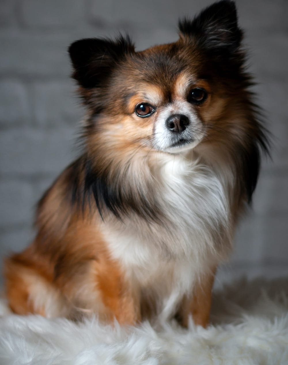 Long-Haired Chihuahua: 10 Traits of This Elegant Canine