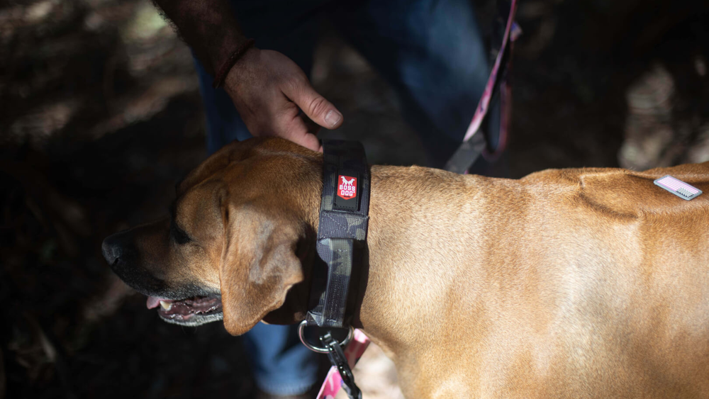 Boss Dog Collar Guide Stylish Durability for Your Pet