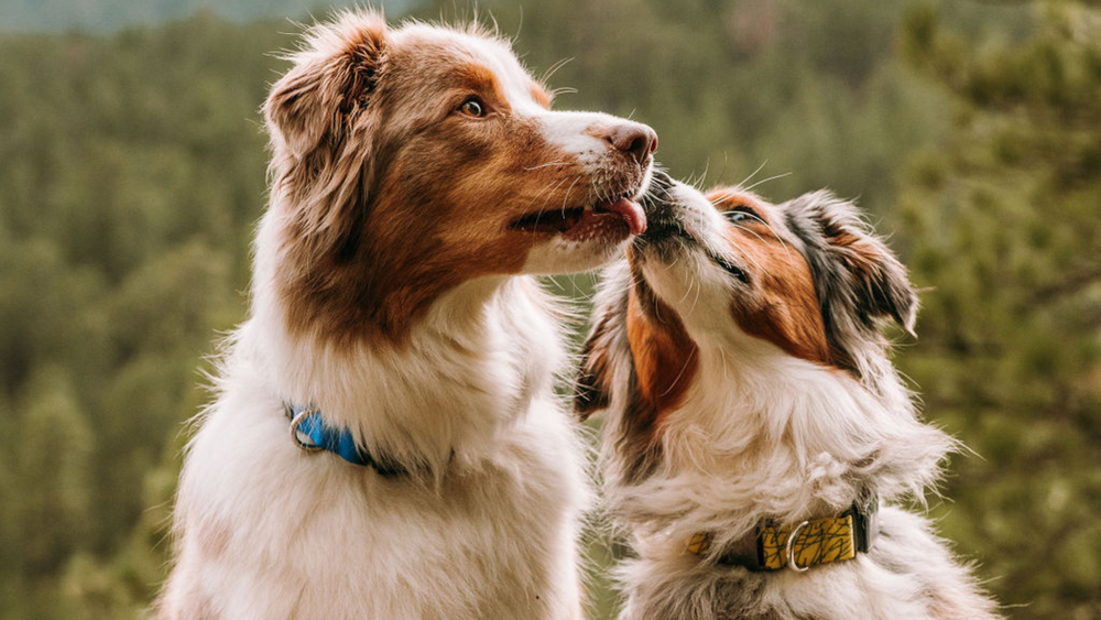 Explore the Best Quick Release Dog Collars for Safety & Style