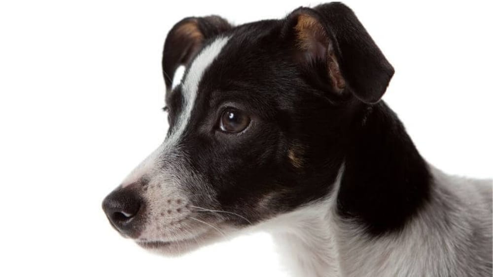 Rat Terrier Howling Understanding, Training, and Harmony