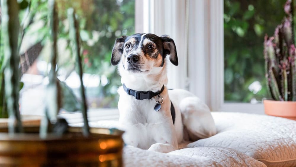 Rat Terrier Shedding Grooming Tips for Minimal Shed