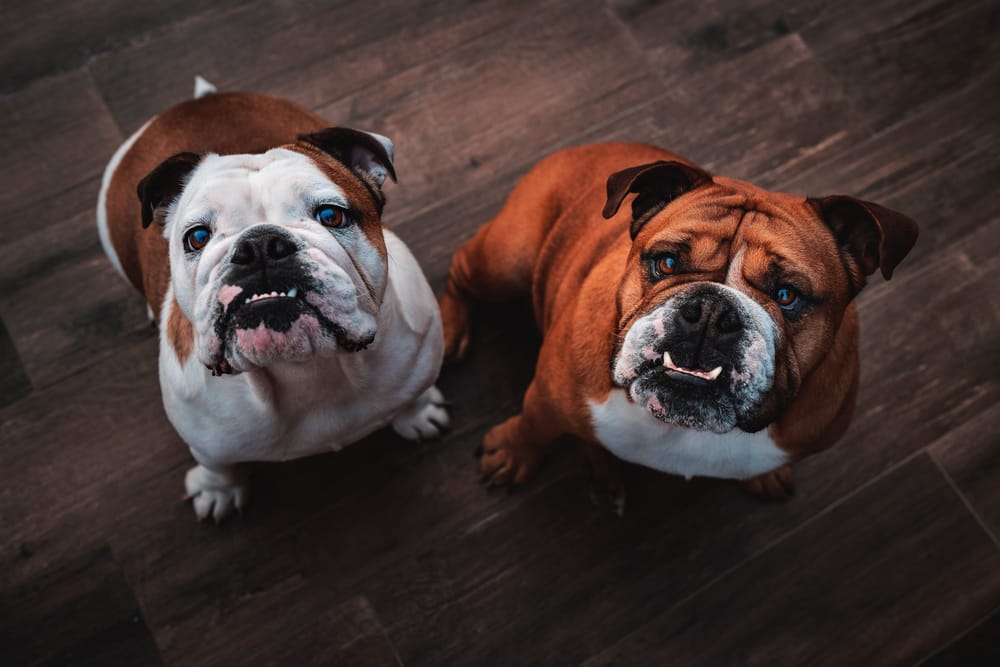 Guide Choosing The Best Shampoo For English Bulldogs